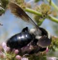 Andrena cineraria